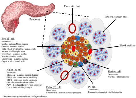 beta-cell|Pancreatic beta cell function .